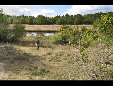 Veluwe - edelherttrail
