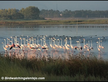 flamingos.jpg
