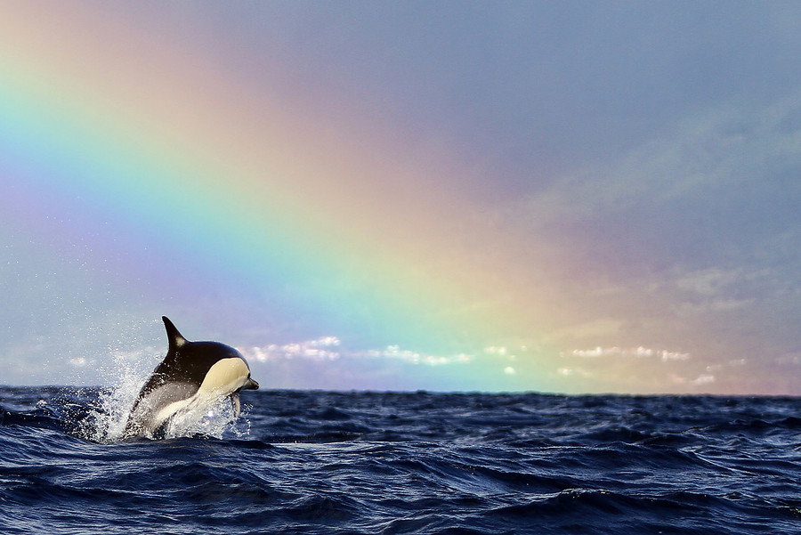 Portugal - Azoren walvissafari's