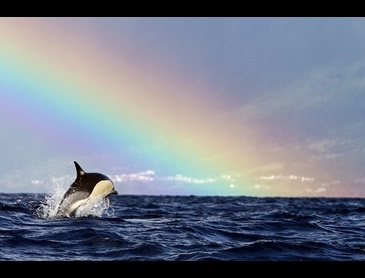 dolfijn_en_regenboog_-_(c)_Espaco_Talassa.jpg