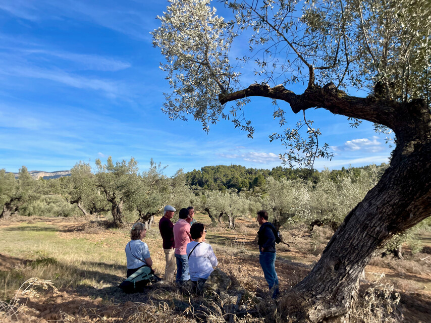 groepje in olijfgaard