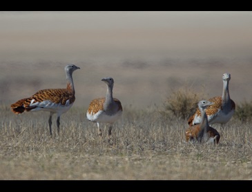 de_grote_trap_op_de_steppe_van_belchite.jpg