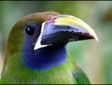 emerald_toucanet.jpg