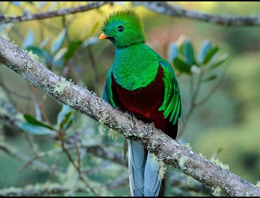 Resplendent quetzal in de nevelwouden van Savegre