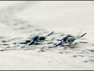 Schildpadjes