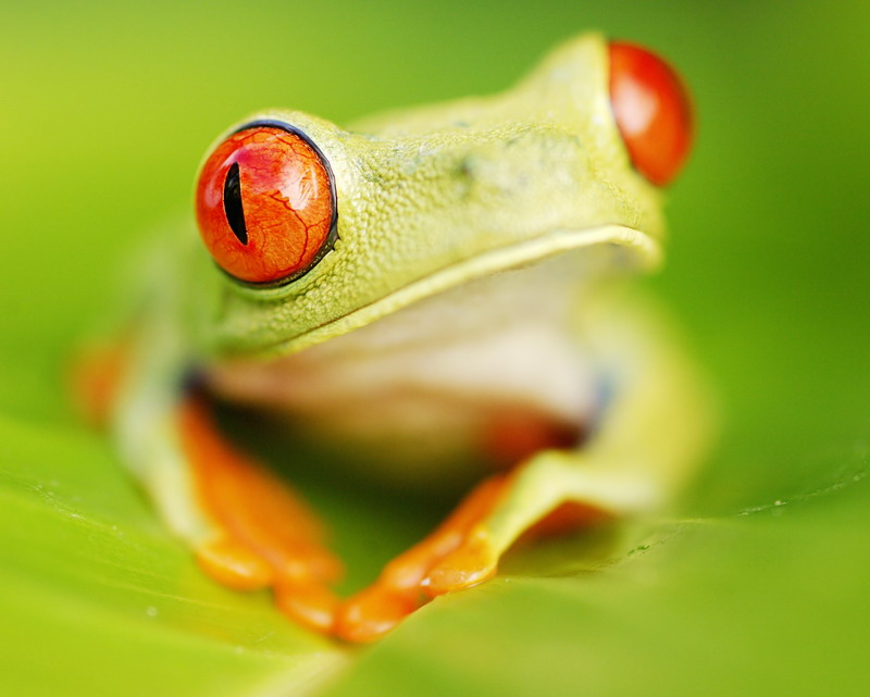 roodoogboomkikker.jpg