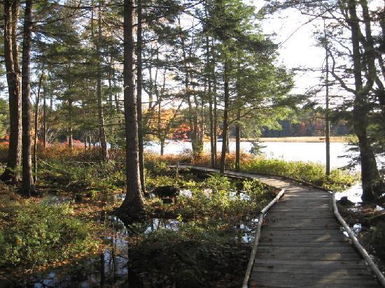 Mersey_River_boardwalk.jpg