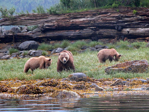 grizzlies_in_knight_inlet.jpg