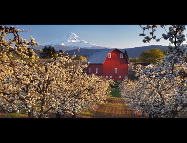 Columbia_River_Gorge_orchards.jpg