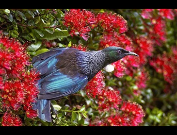 birds-007.jpg