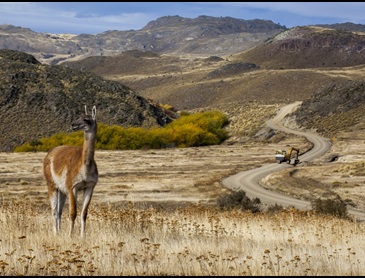 CL_guanaco's_02_WEB.jpg