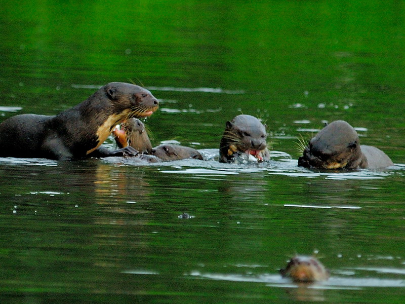 Peru - Nationaal Park Manu