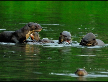 reuzenotter_familie_in_salvador_meer.jpg