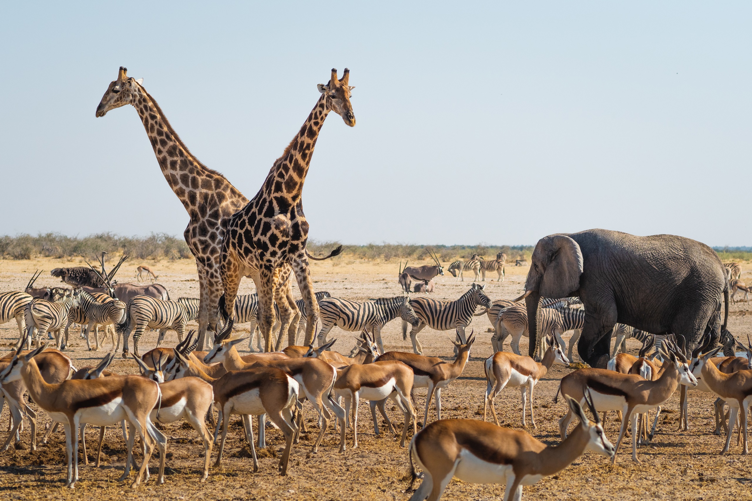 Het wild verzameld zich rondom een waterpoel in Etosha NP