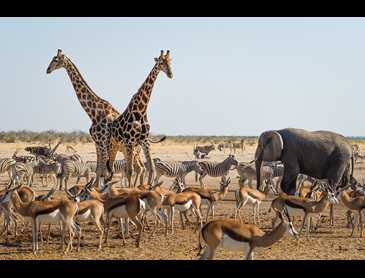 Natuur Namibie