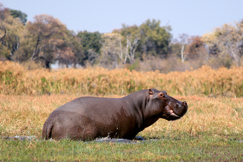 Nijlpaard in waterhole in Mahango Game Park