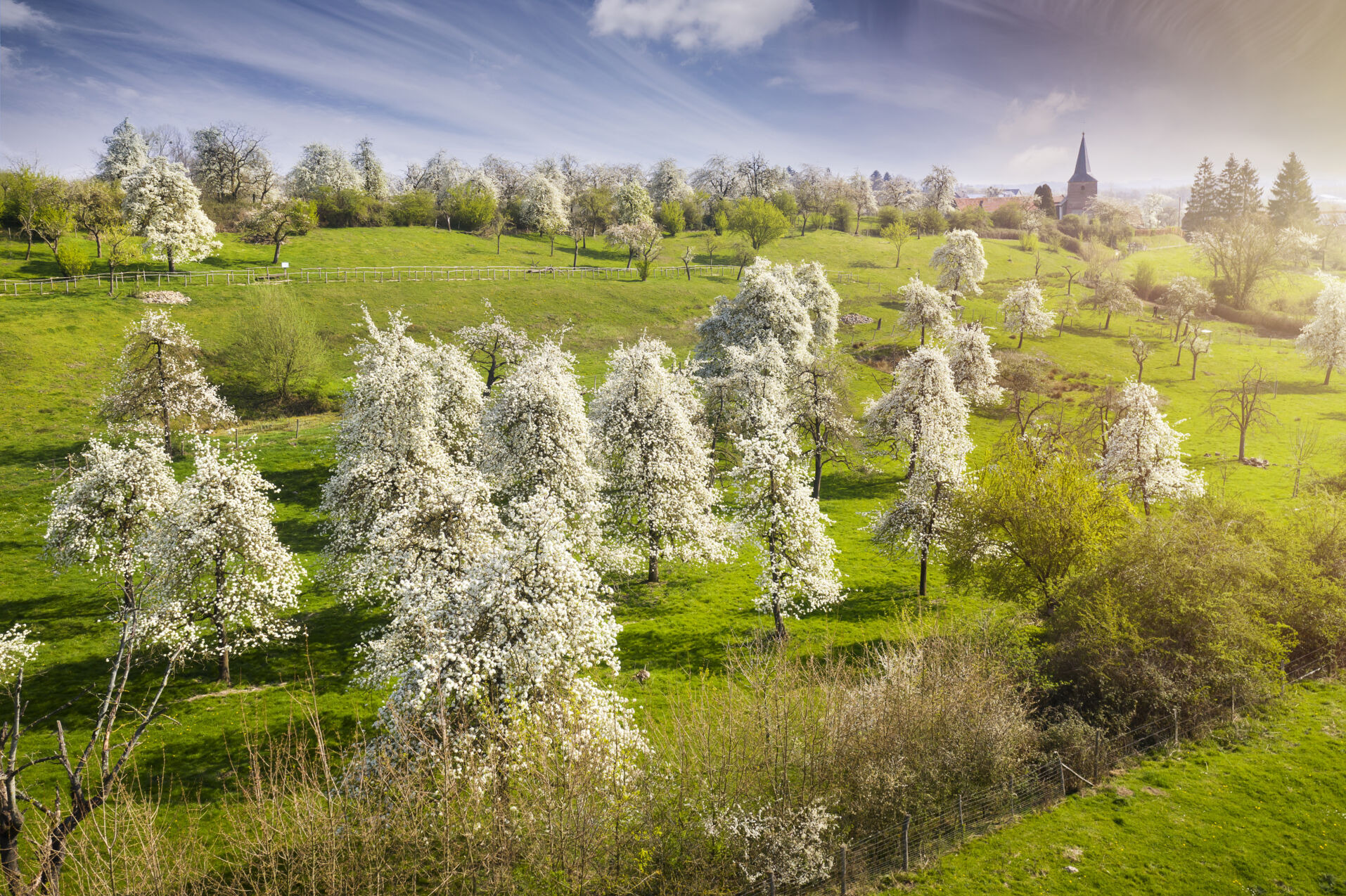 De bloesemstreek Haspengouw in volle glorie