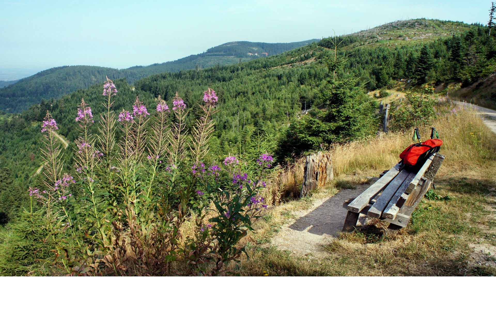 Wandelen in het Zwarte Woud