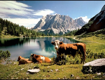 Koeien in de alpen wandelvakantie Duitsland