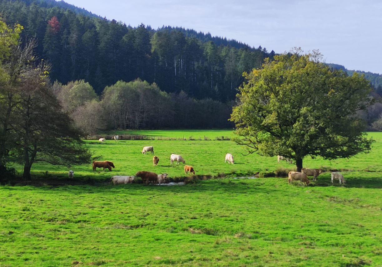 Frankrijk - Morvan, Livradois en Chartreuse