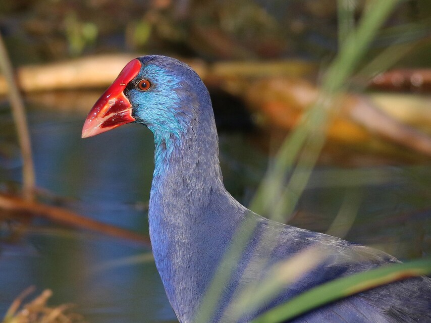 Vogelreis Algarve en Alentejo