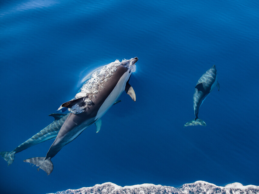 Gewone dolfijnen bij een walvis- en dolfijnexcursie
