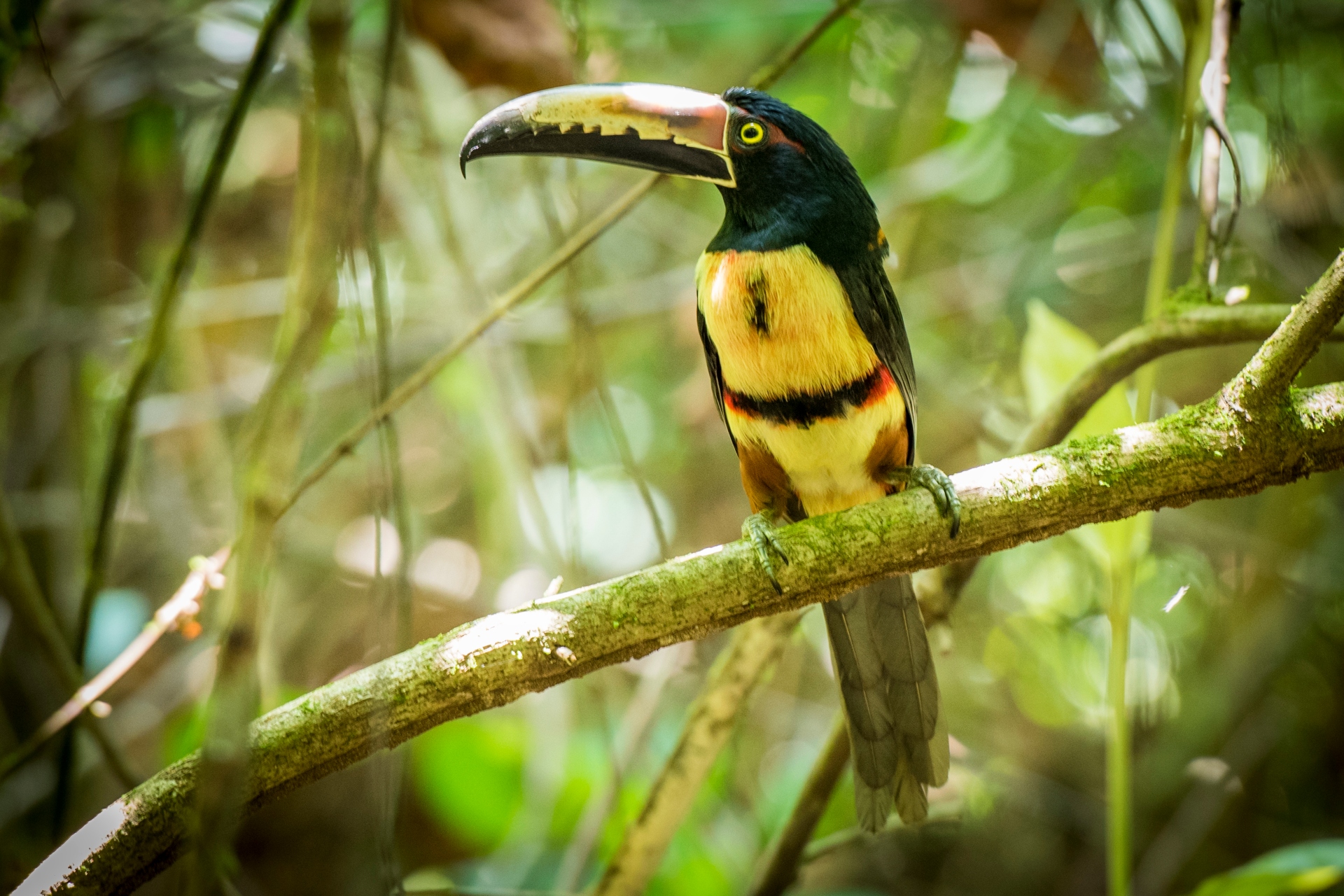 Rondreizen door Costa Rica