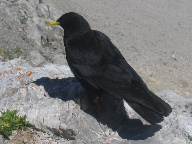 Door de imposante Cares-kloof