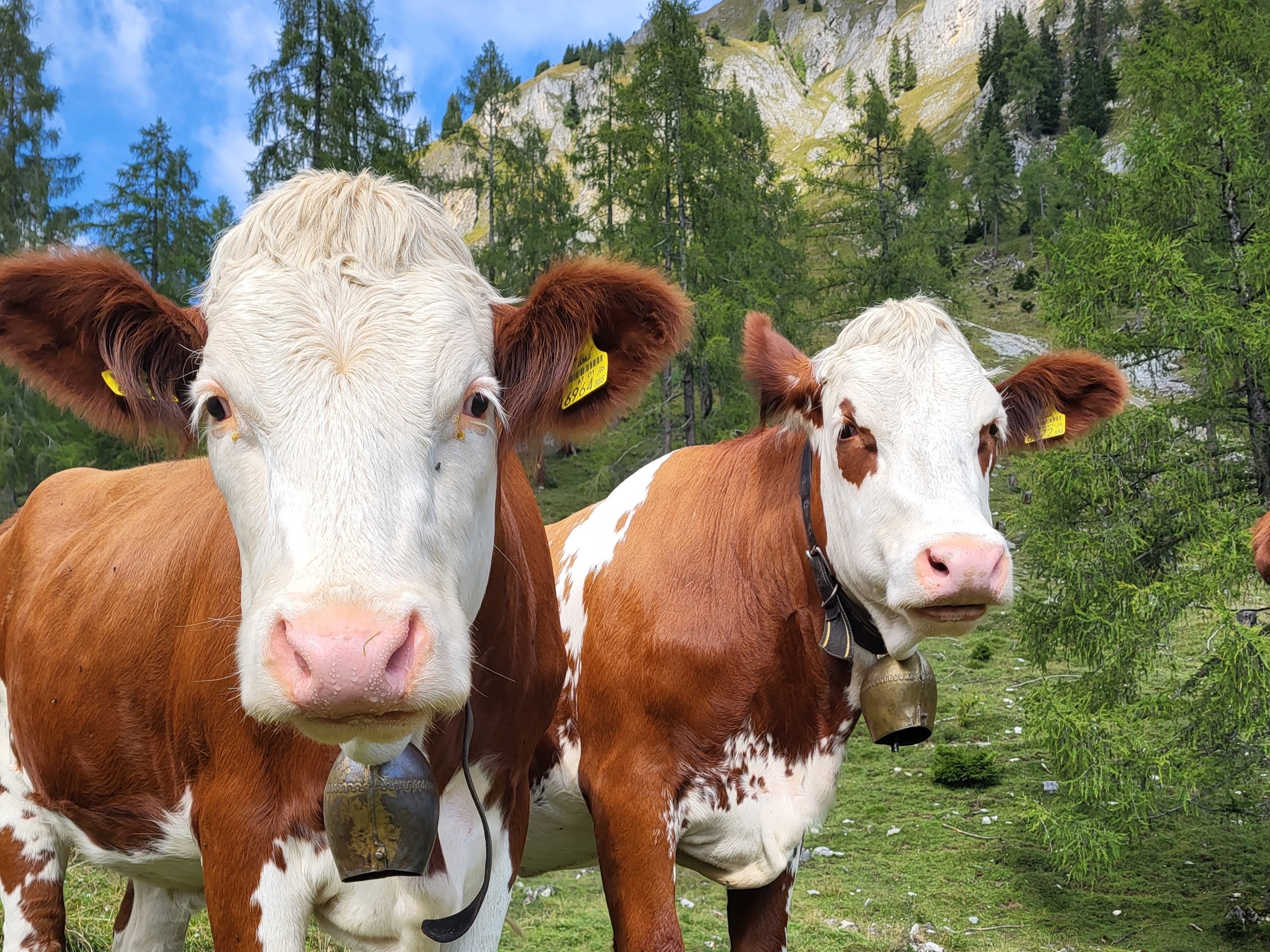 Reisdag en aankomst in Großarl