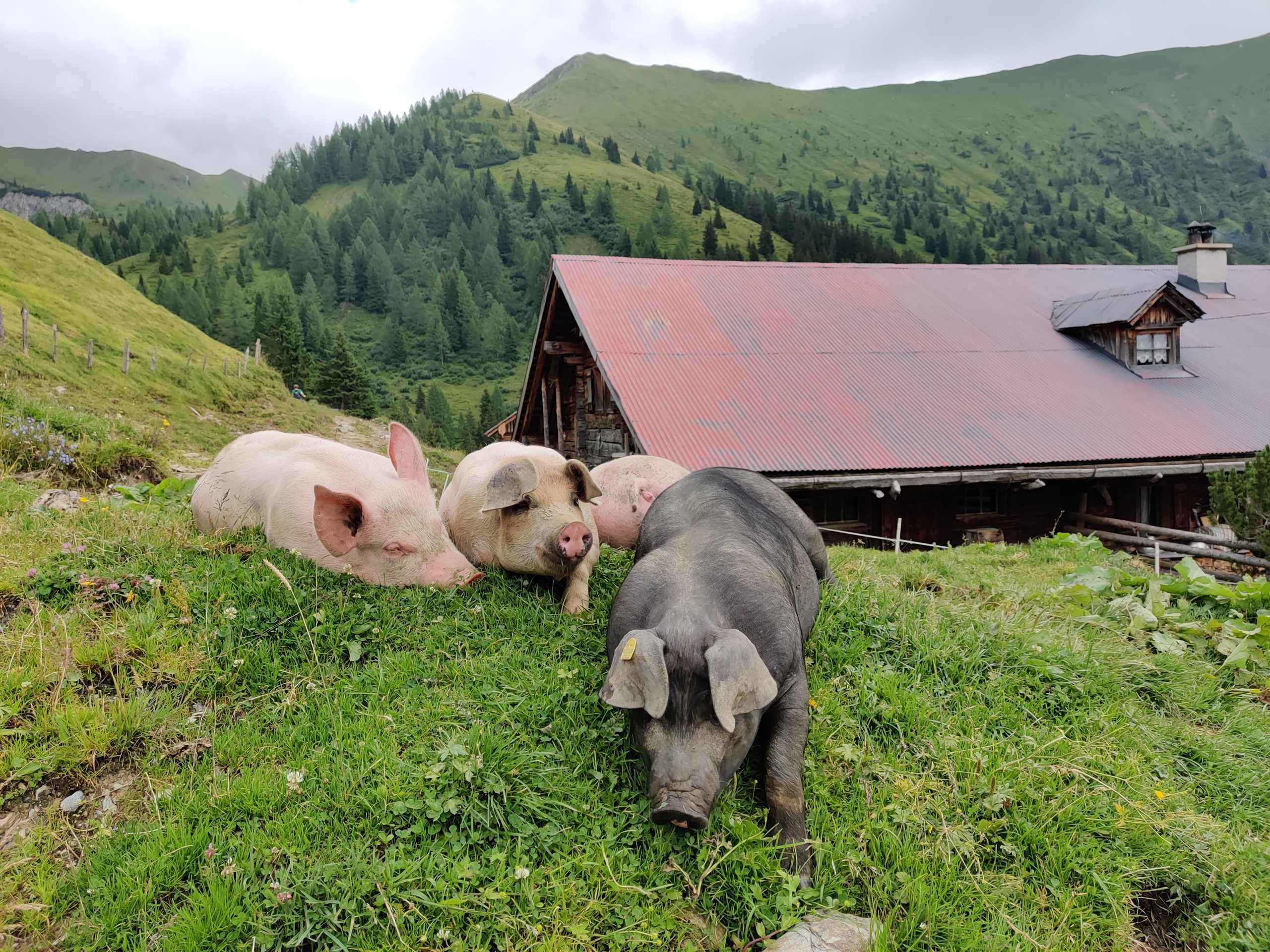 Uitzicht op de imposante Draugstein