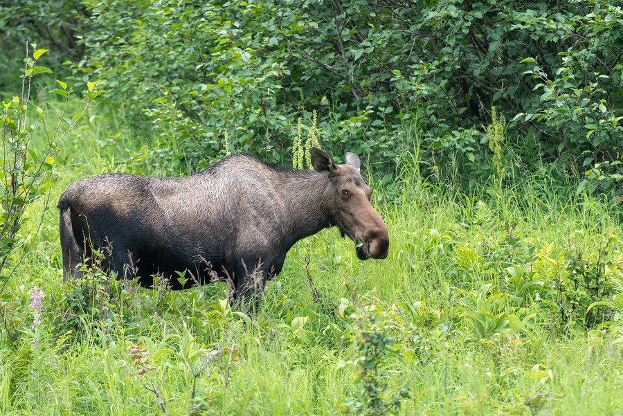 Kanotocht en wildkamperen langs het meer