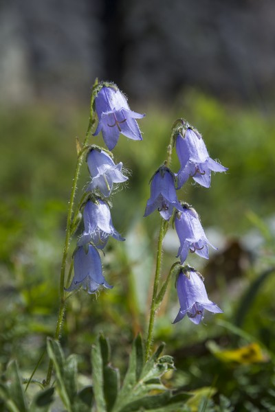 Aankomst in Davos Clavadel